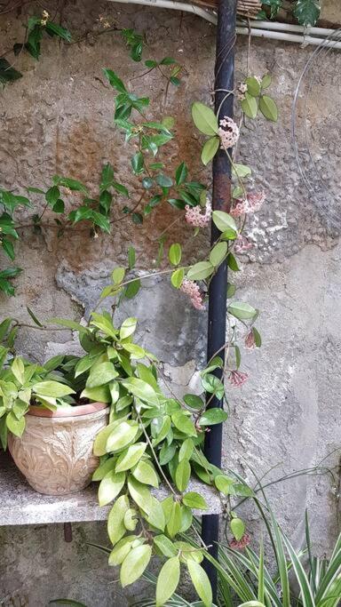 Giardino Mediterraneo Lacco Ameno  Kültér fotó
